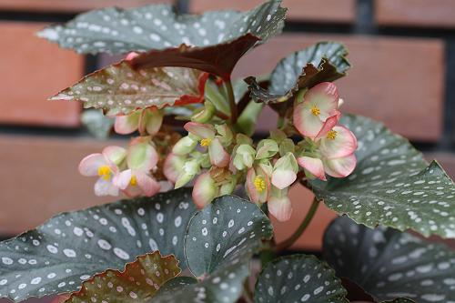B. ‘Momomayu’